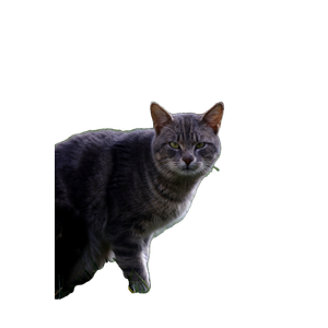 A Curious Gray Tabby Cat Stands Attentively On A Grassy Field During The Day. 14944 - Cat PNG image with transparent background